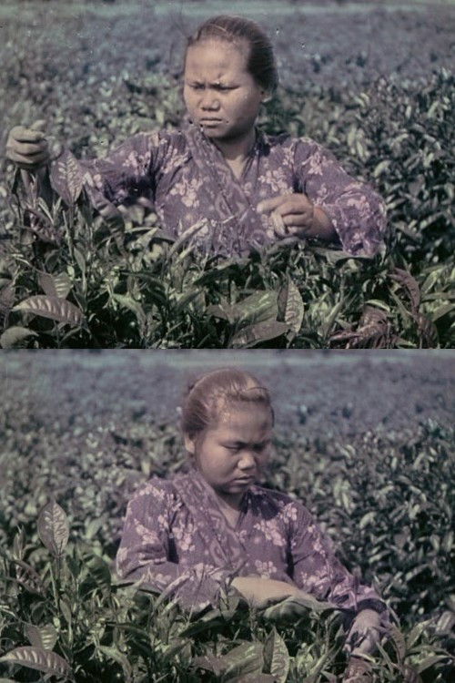 Le Thè : culture, récolte et préparation industrielle