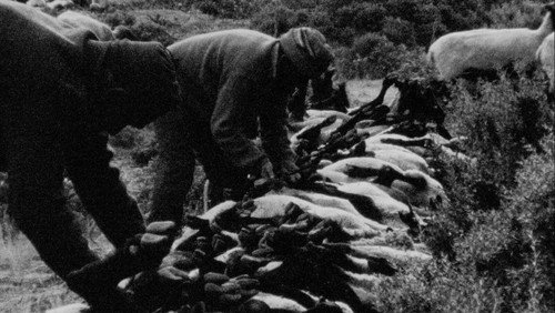 Under the Sky Shelter