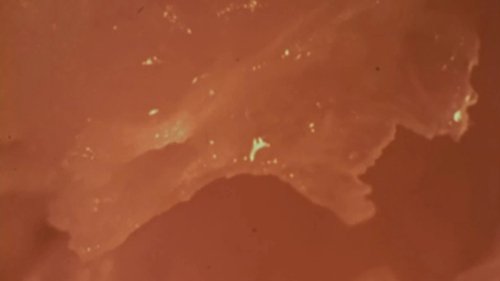 Orange image 1