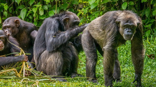 Escena 3 de Going Ape