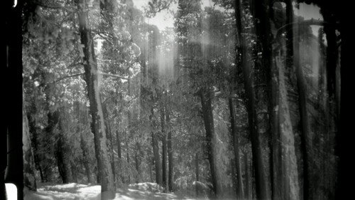 Ulía still