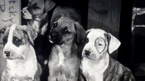 Pups Is Pups Pups Is Pups