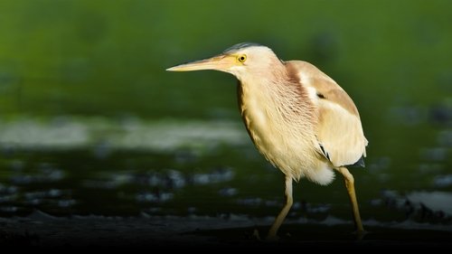 Thailand's Wild Side