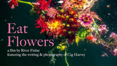 Eat Flowers Backdrop Blur