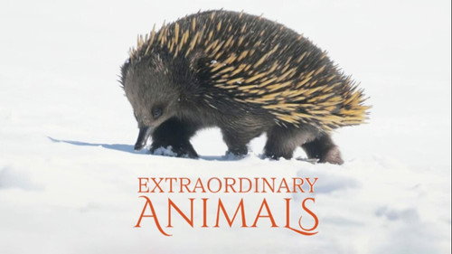 Extraordinary Animals (2025) - Season 1 Backdrop Blur
