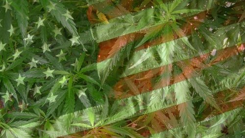 Grass Grass