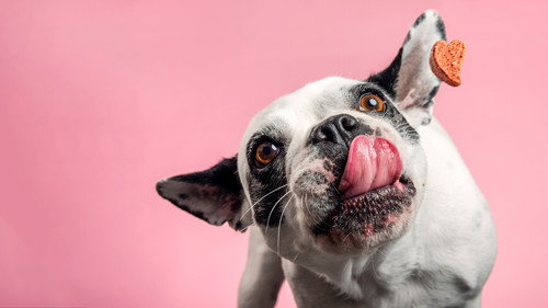 Mi perro ideal Backdrop Blur