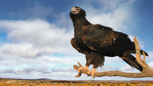Australia's Deadly Monsters - Season 1 Backdrop Blur