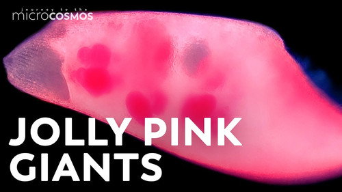 Giant Microscopic Cannibals