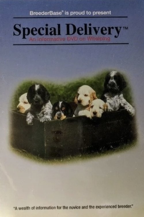 Special Delivery (1994) poster