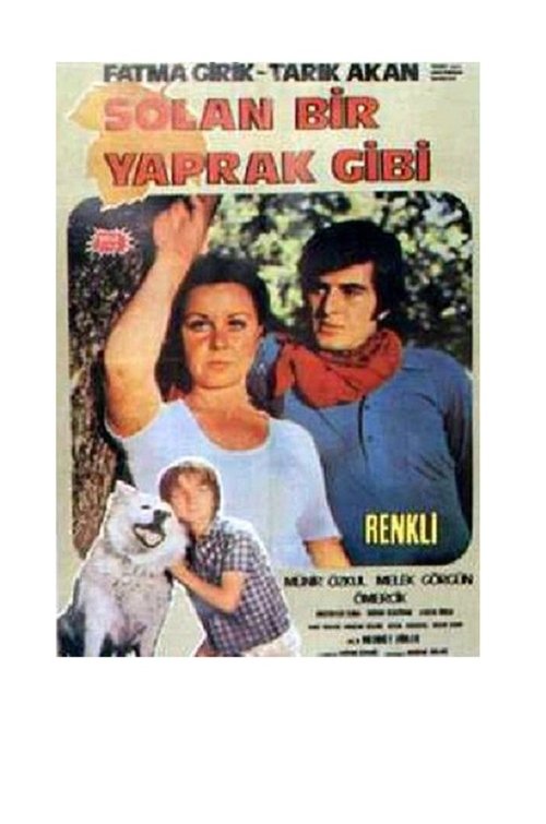 Solan Bir Yaprak Gibi movie poster player