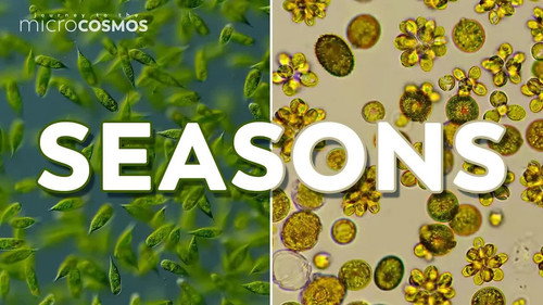 How Does The Microcosmos Change With the Seasons?