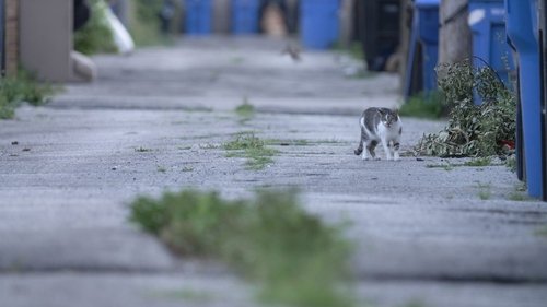 Cat City Cat City