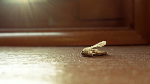 MothBlight Backdrop Blur