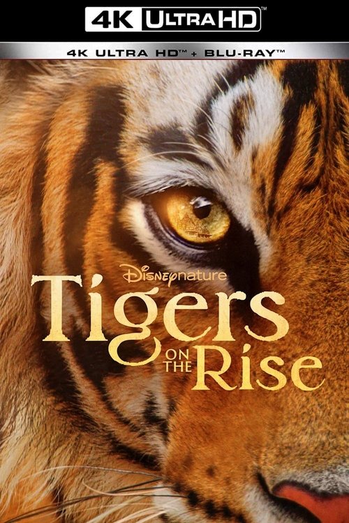 Poster image du film Tigres : le making of Tigres : le making of