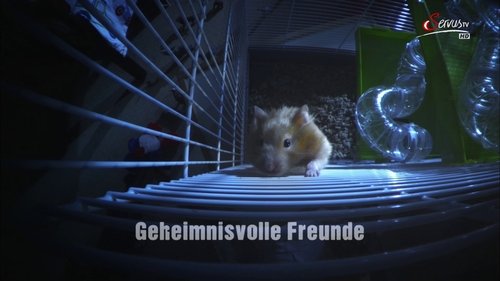 Épisode 181
