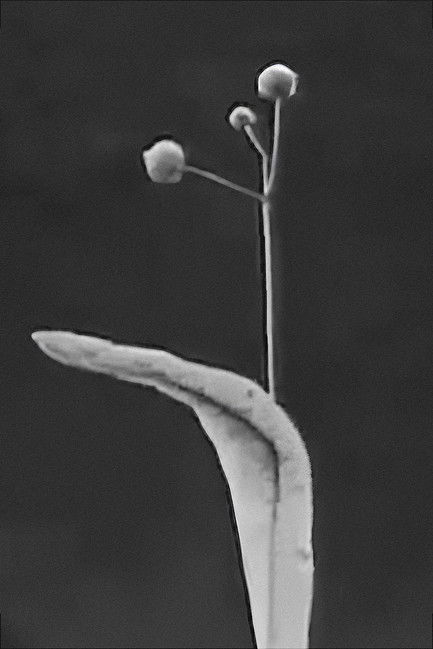 Seeds and Seed Dispersal poster