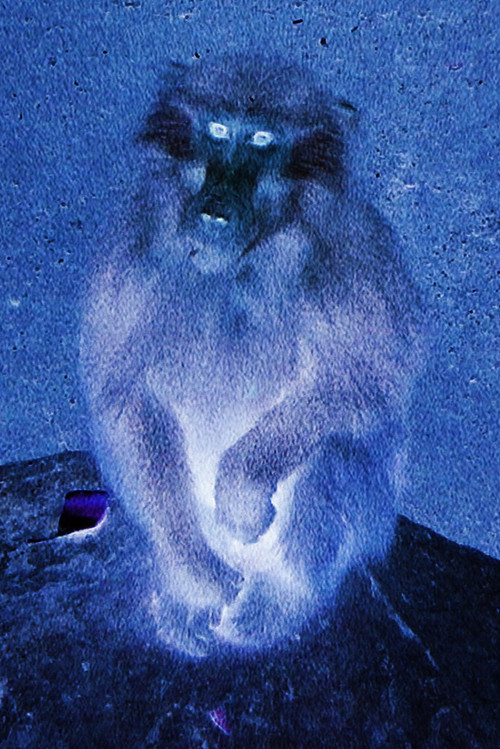 Zoológico Imaginario