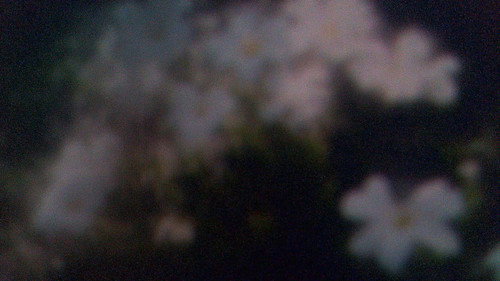 Swansong Backdrop Blur