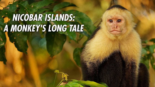 Nicobar Islands: A Monkey's Long Tale