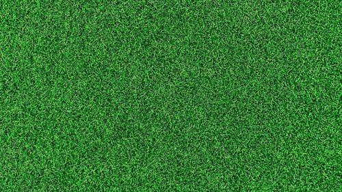 Life on the Green