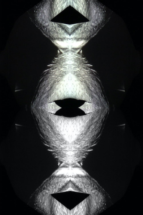 still intact, gelatinous and perfect for swallowing