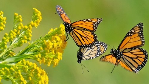 Beauty on the Wing: Life Story of the Monarch Butterfly Beauty on the Wing: Life Story of the Monarch Butterfly