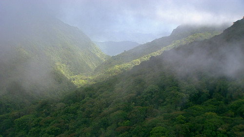 Rainforest Home Backdrop Blur