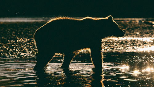 阿拉斯加致命动物