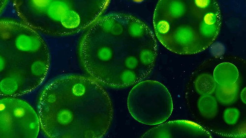 BONUS: Microcosmos and Chill