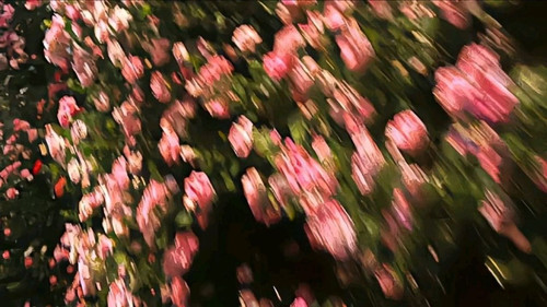 The Samurai Backdrop Blur