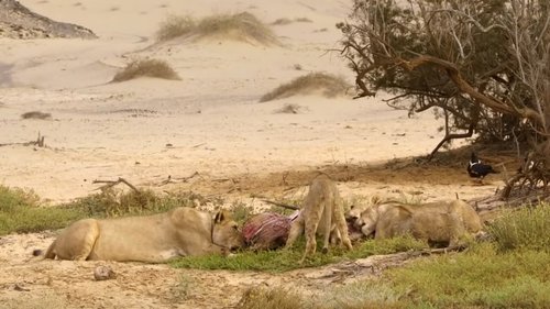 Desert Lions of the Namib - Departure and Return image 3