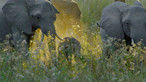 The Lower Zambezi