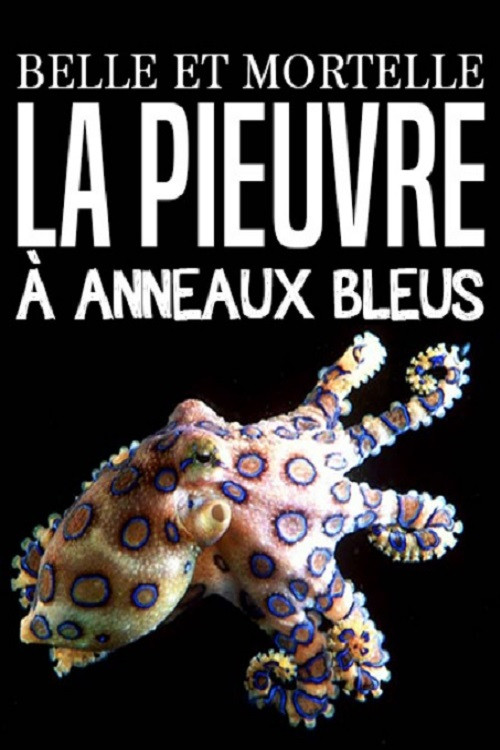 Belle et mortelle, la pieuvre à anneaux bleus