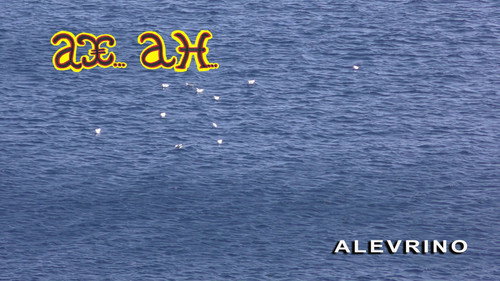 ALEVRINO “The Seed of Everything”