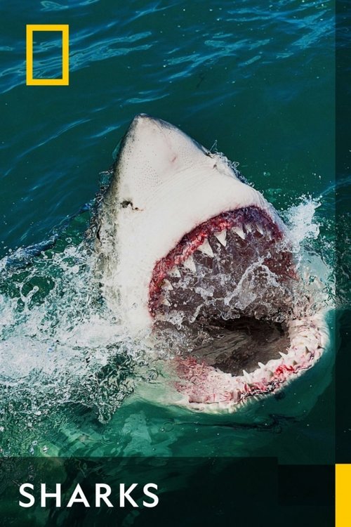 Sharks poster