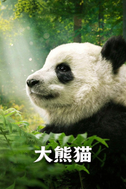 大熊猫