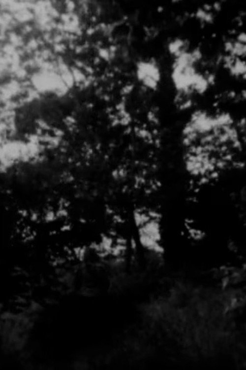 The Path, the Pines, the Pines, the Path