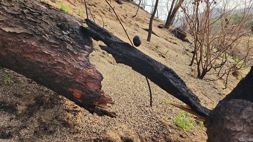 그을린 돌, 데구르르