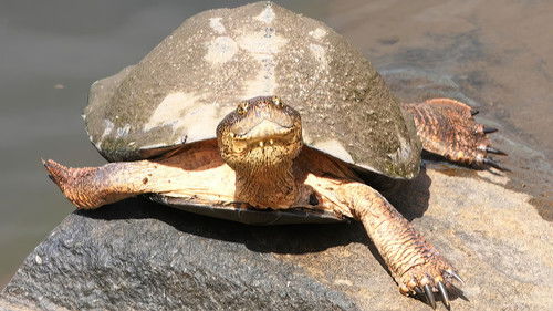 Beasts on Their Best Behavior