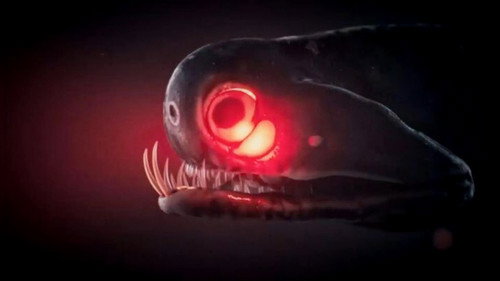 Monsters of the Deep - Season 1 Backdrop Blur