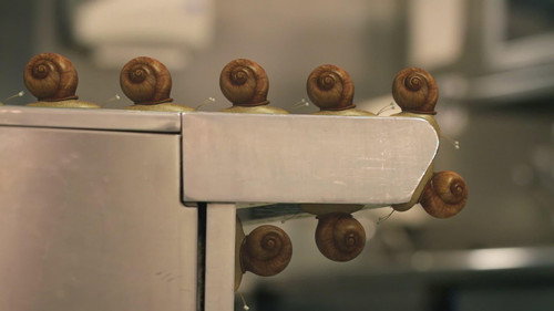 Twelve angry snails