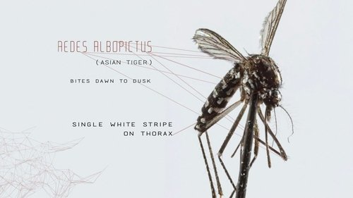 Mosquito Mosquito