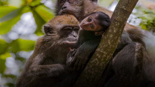 David Attenborough's Wild City