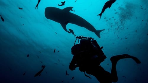 Sharks of the Indian Ocean Still