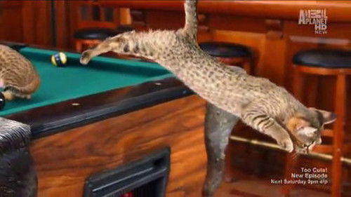 Image de l'épisode Chatons Savannah, Sibériens et Chat de gouttière