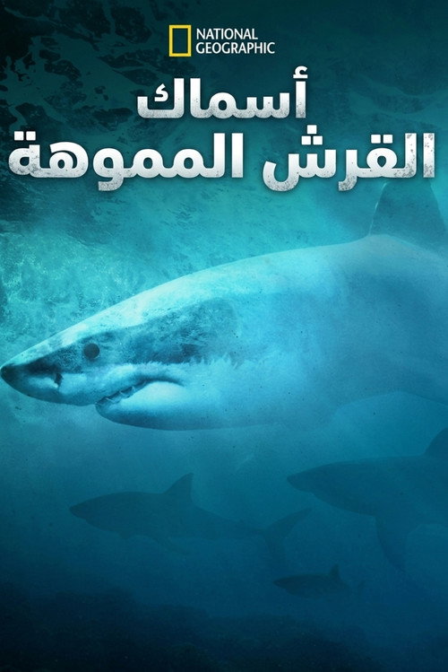 Camo Sharks | أسماك القرش المموهة
