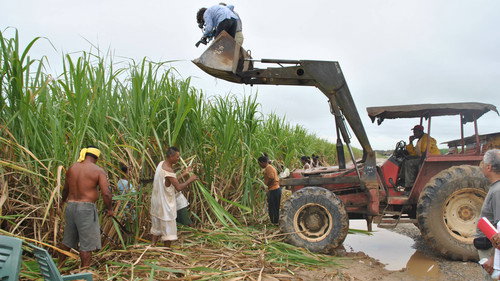 Cry of a Cursed Plantation