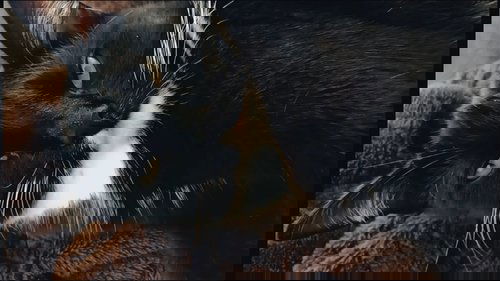 movie backdrop 2