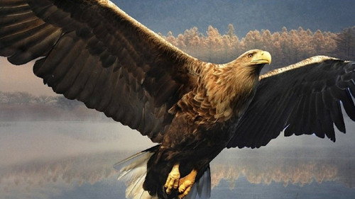 Die Welt der Adler Backdrop Blur